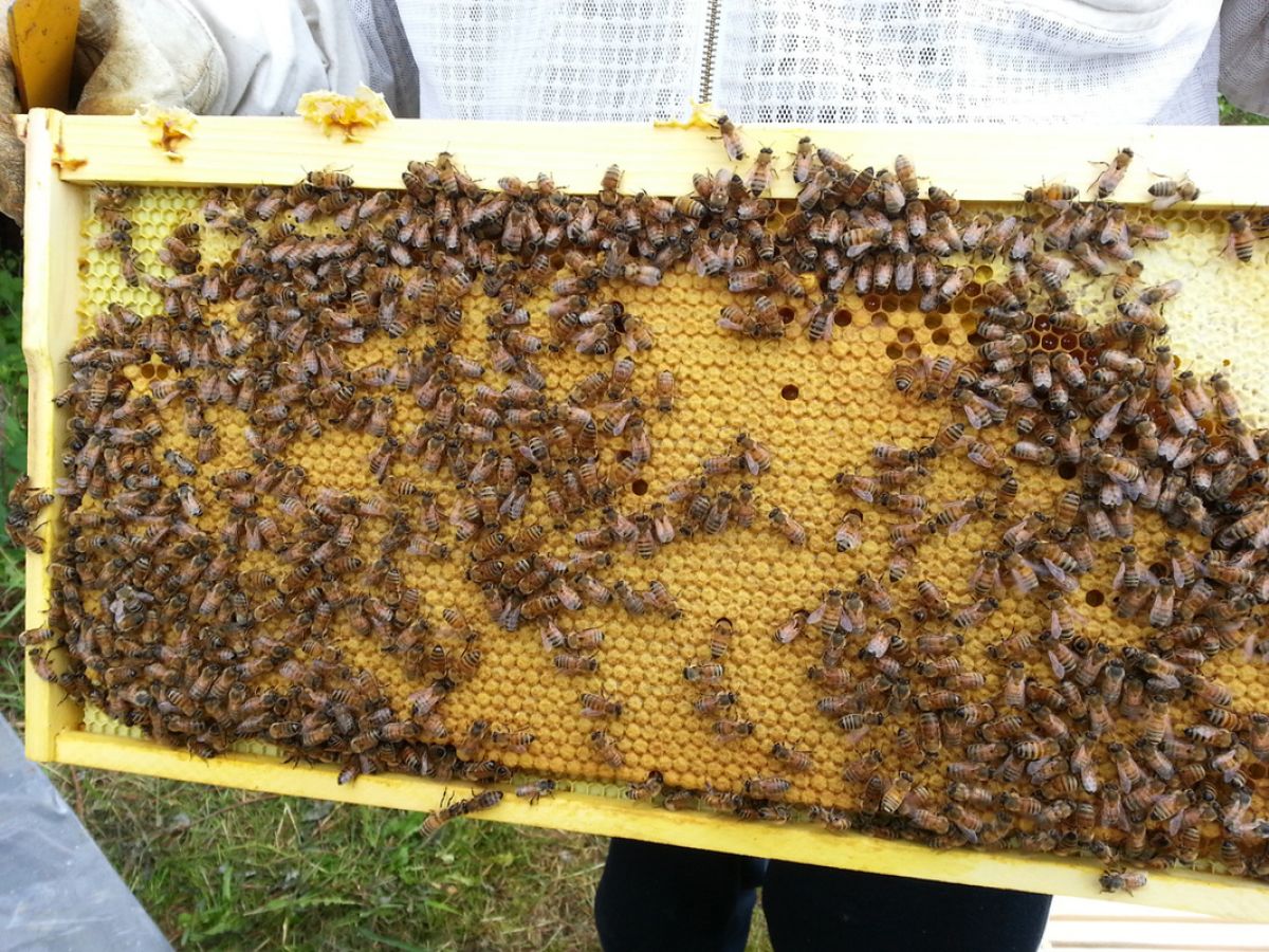 Miellerie de Estrie, miel, pollen, trèfle